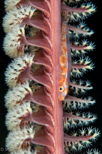 Goby on the sea pen. by Mehmet Salih Bilal 